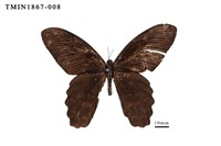 藏品(臺灣鳳蝶)的圖片